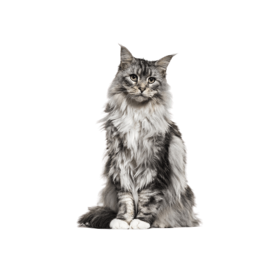 Maine Coon Cat Breed Photo