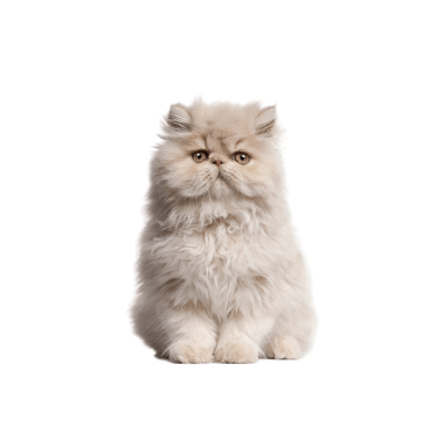 Persian Cat Breed Photo