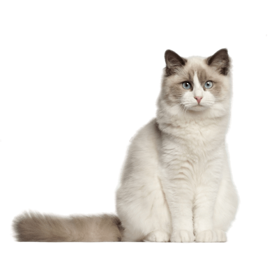 Ragdoll Cat Breed Photo