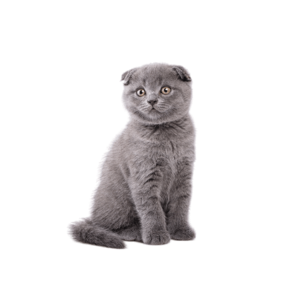 Scottish Fold Cat Breed Photo