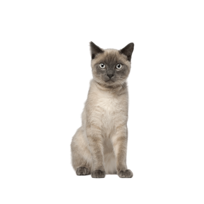 Siamese Cat Breed Photo