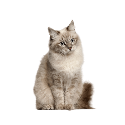 Siberian Cat Breed Photo