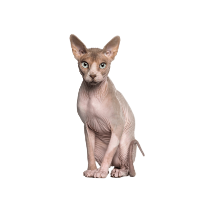 Sphynx Cat Breed Photo