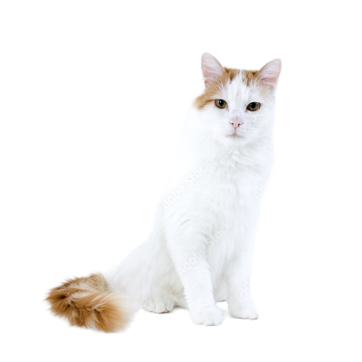 Turkish Van Cat Breed Photo