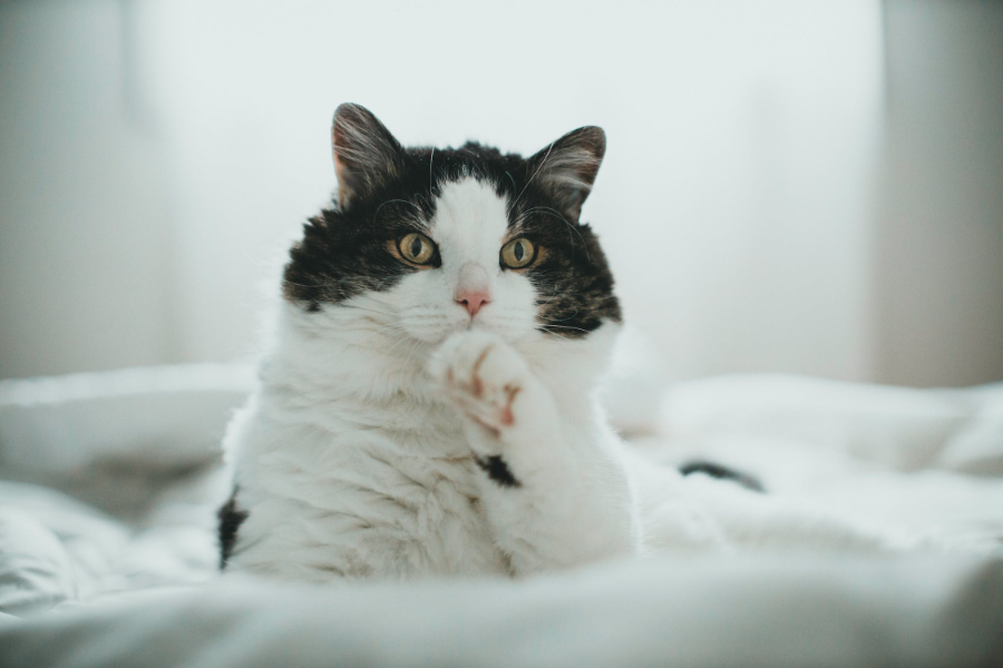 Can Cats Really Smell Cancer? The Truth Unveiled