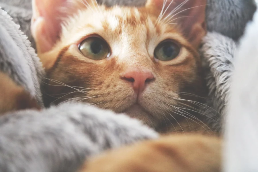 Why Is My Cat So Clingy? 5 Possible Reasons
