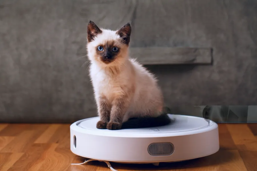 Why Are Cats Scared of Vacuums