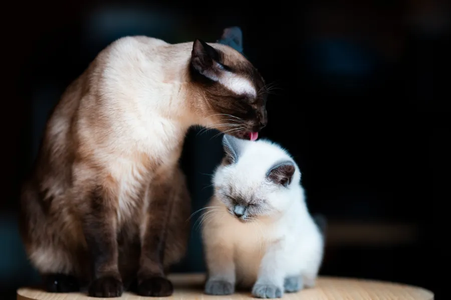 Why Do Cats Lick Each Other ? Top 10 Reasons