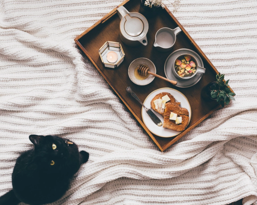 How to Fatten Up a Cat: Top 10 Healthy Tips