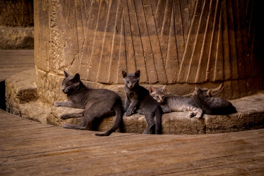 How Long Do Feral Cats Stay with Their Kittens