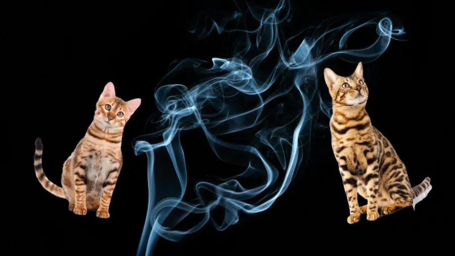 Is Vaping Around Cats Bad: Nicotine Poisoning and E-Liquid Safety Around Pets
