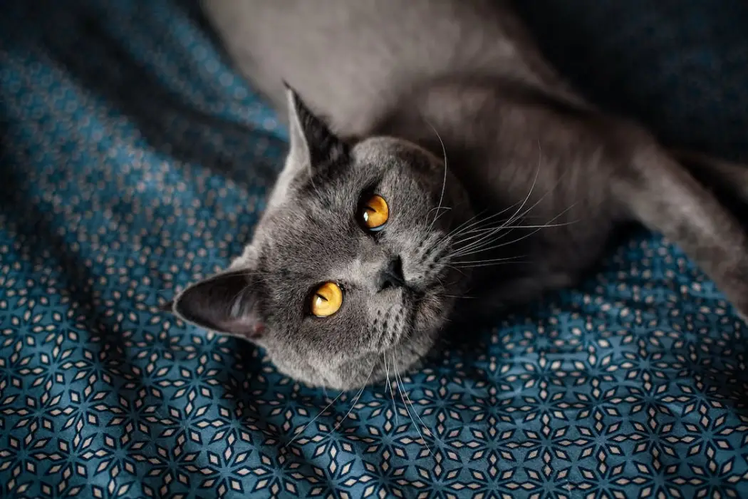 Best Cat Breeds for Emotional Support