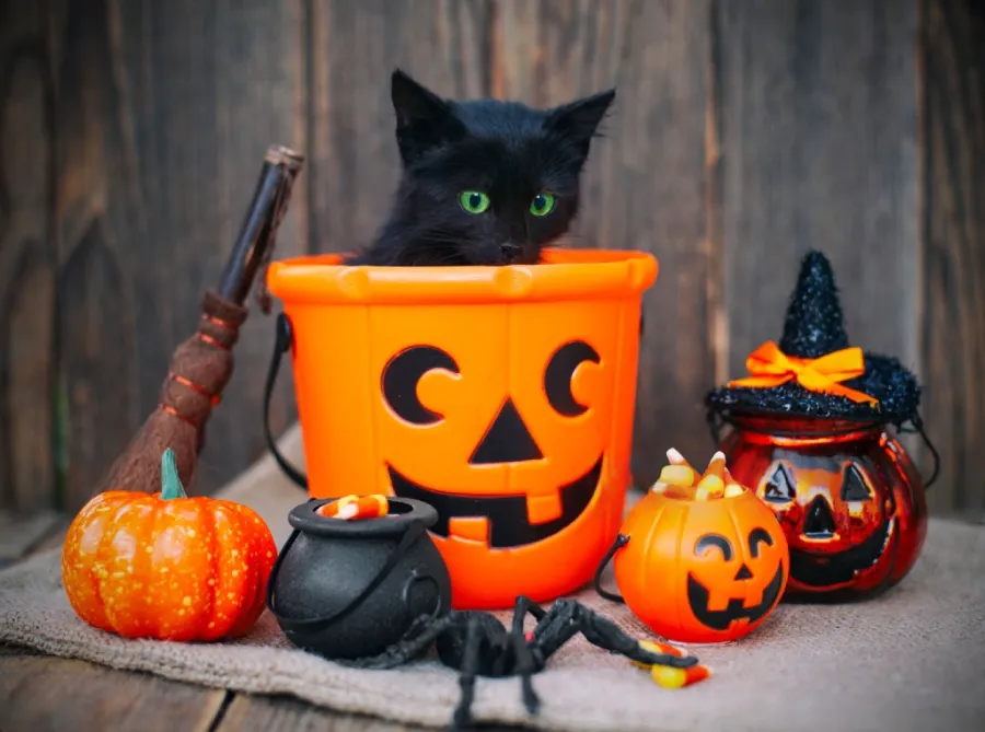 Keeping Your Cat Safe at Halloween: Tips for a Spooktacular Holiday