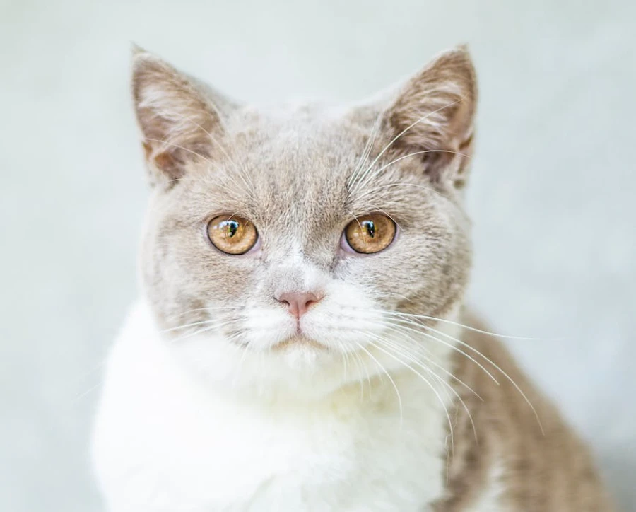 How Long Does A Cat Stay Mad At You? Understanding Feline Emotions and Building Trust