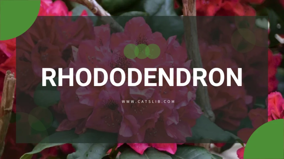 Rhododendron toxic to cats | CatsLib