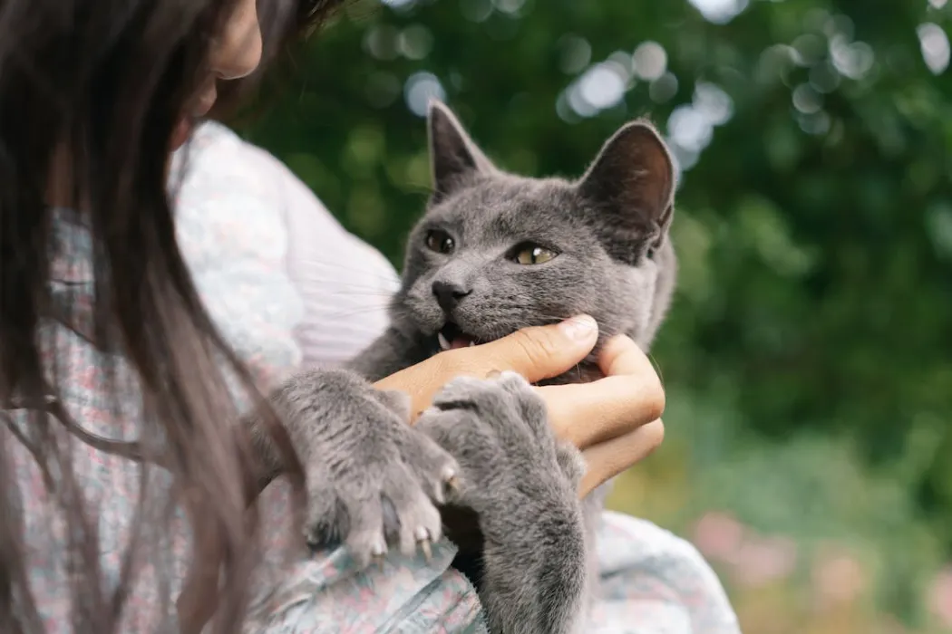 Why Do Cats Purr and Then Bite You