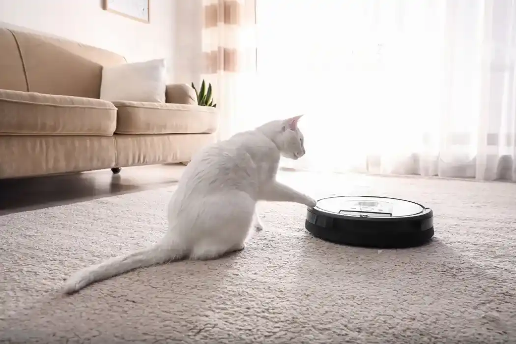 Why Do Cats Ride Roombas