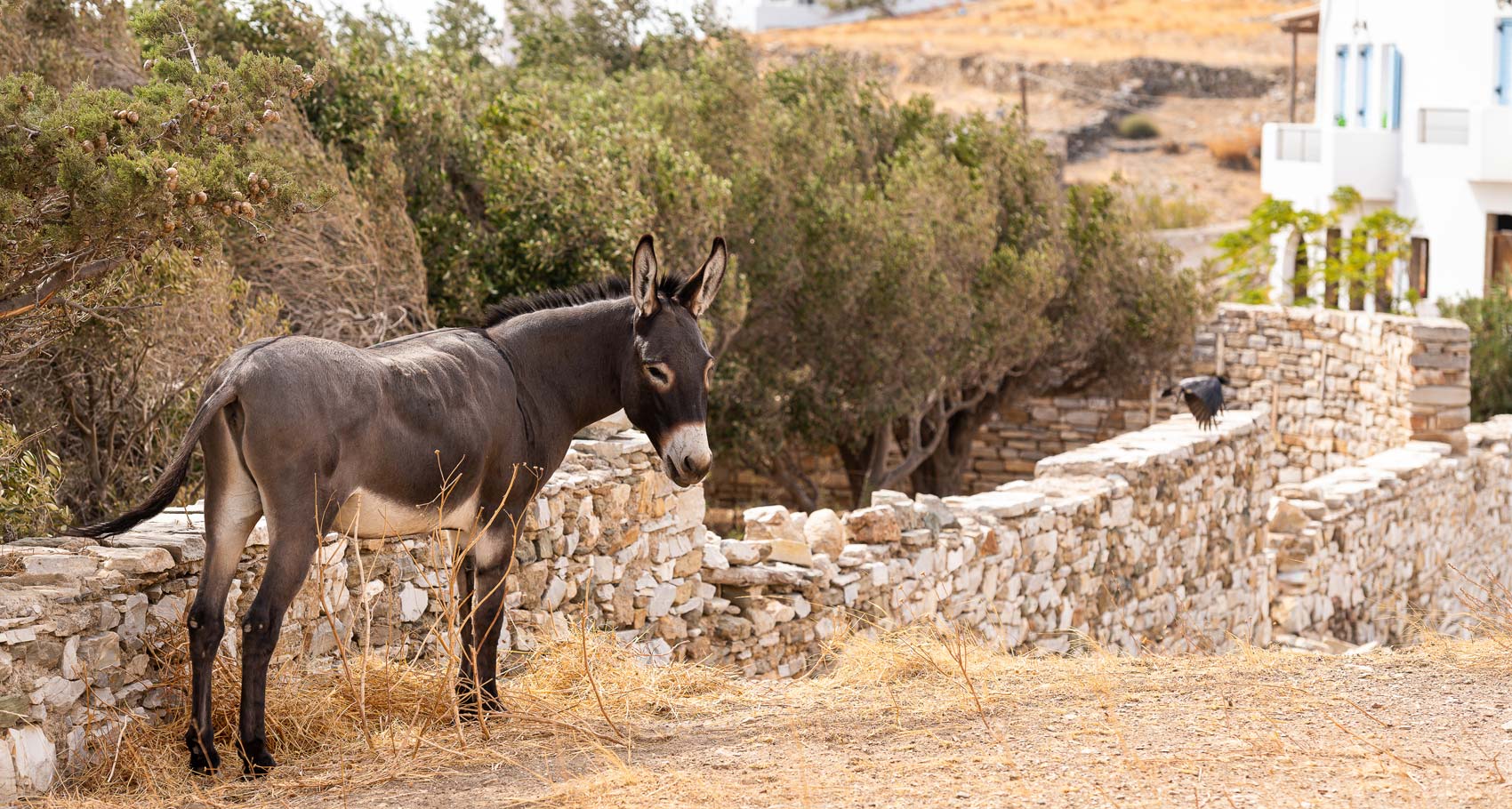 Activities - Donkey