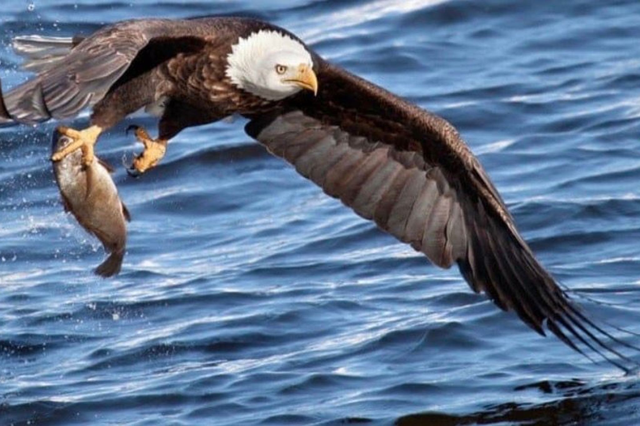 FREE Community Science Cruise #1: Native Birds of the Straits