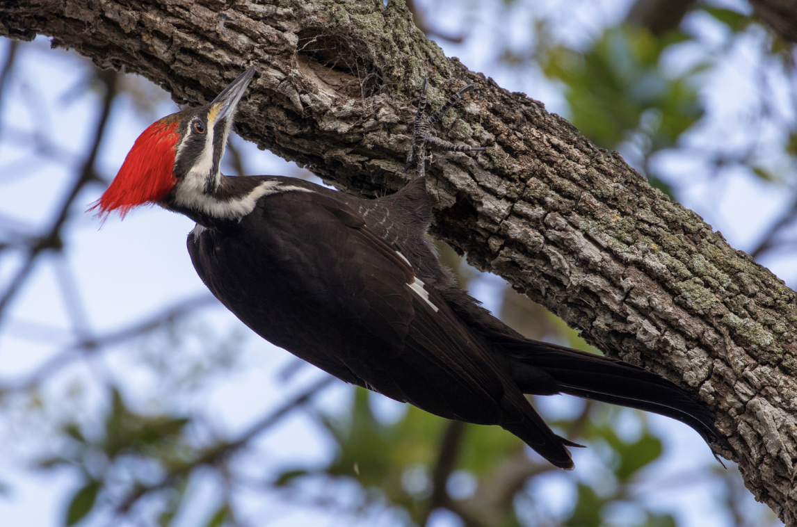 Bird Watching at May Woods