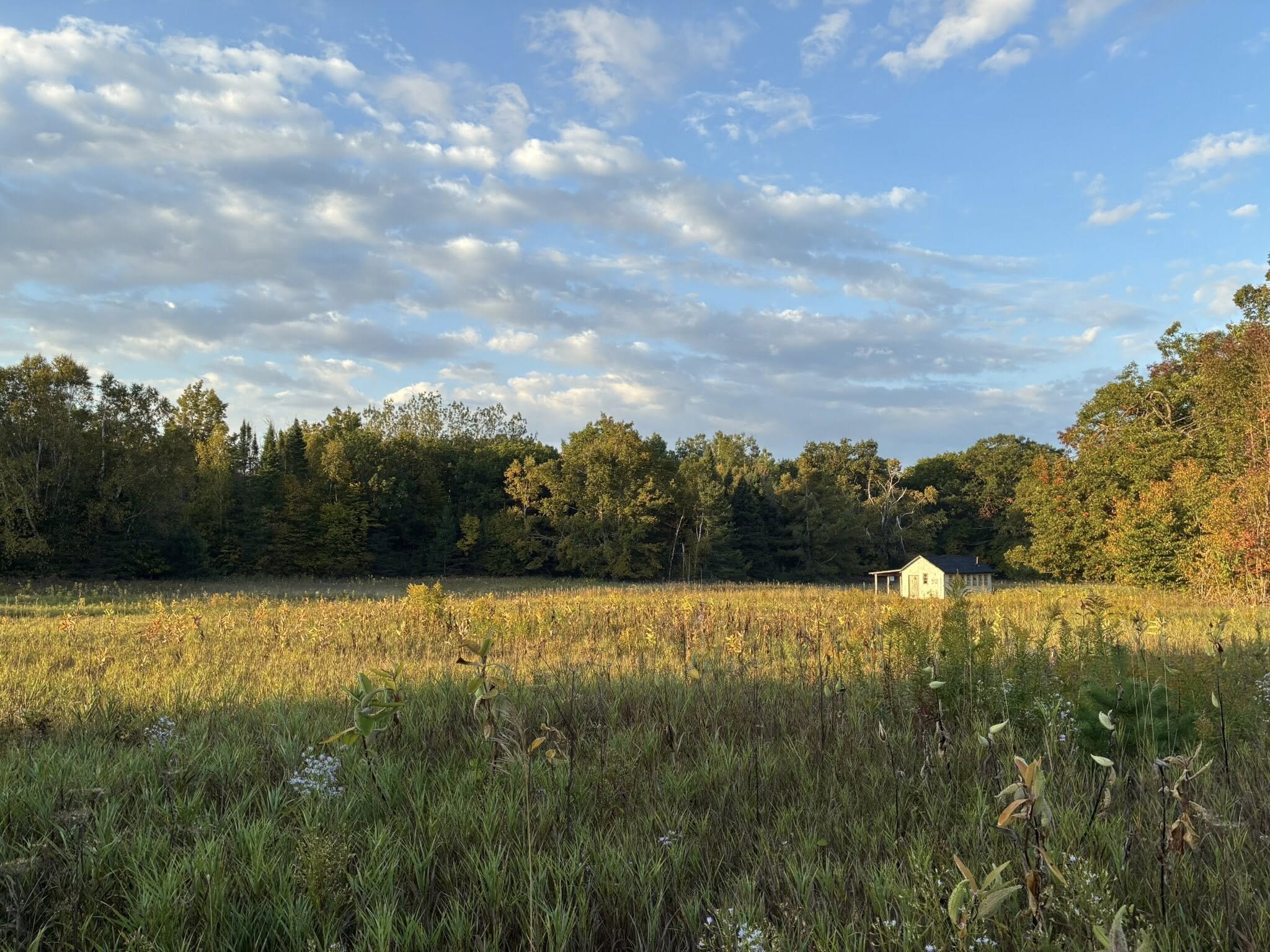 Golden meadow and autumn treeline at dusk near Heritage Village, Mackinaw Area Historical Society, setting for the Lecture Series.