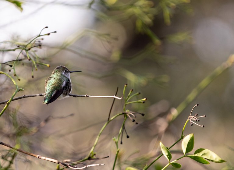 A hummingbird sitting on a branch.