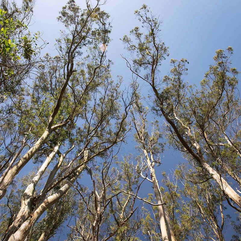 Looking up through a group of trees at a blue sky.