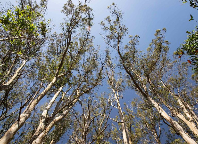 Looking up through a group of trees at a blue sky.