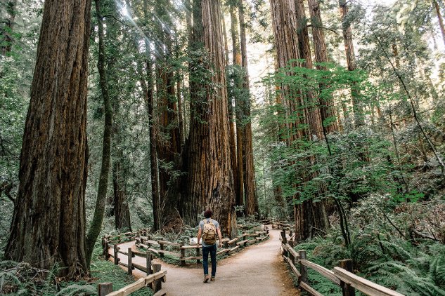 photo of Muir Woods