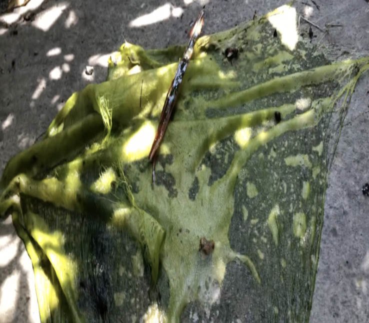 Algae from Camila Wandemberg's backyard pond, used in her Biodesign Challenge project