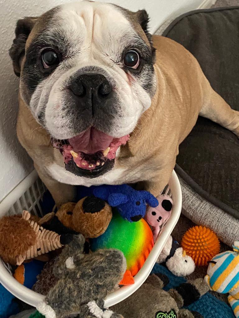 Rocko the bulldog sits in a basket of dog toys, smiling up at the camera.