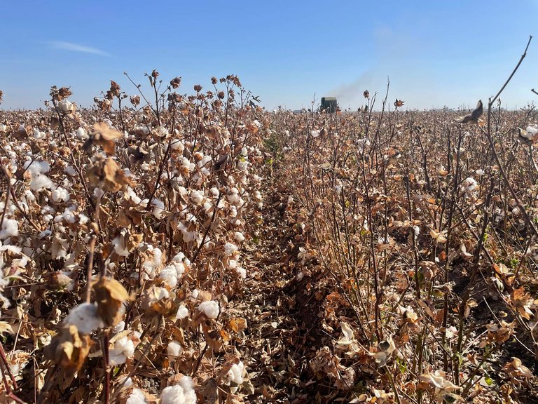A photo of cotton fields with visible cotton bolls and a cotton-picking machine in the background.