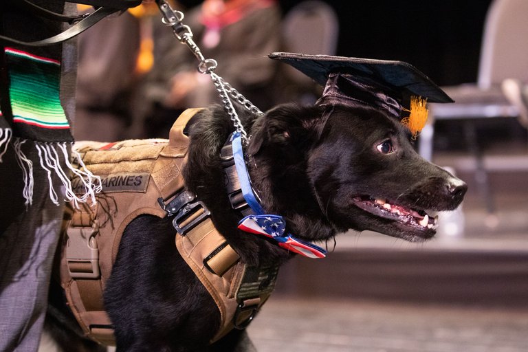 A service dog walks across the stage at graduation.