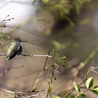 A hummingbird sitting on a branch.