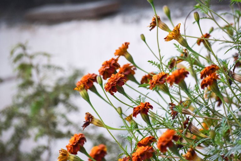 Marigold flowers reaching into the daylight.