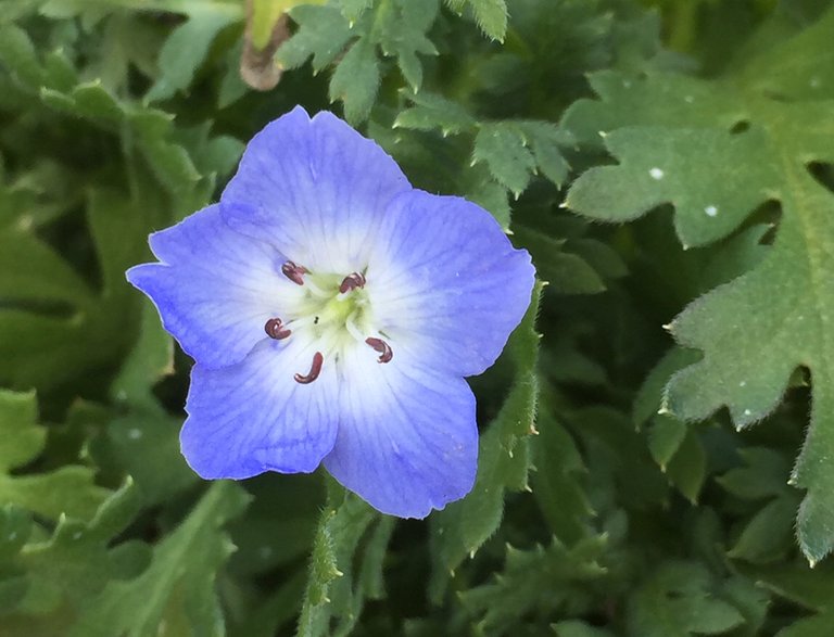 Image of the Baby Blue Eyes (Nemophila menziesii) plant.