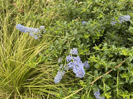 Ceanothus on Double Ground