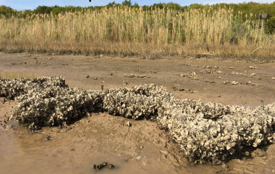 hypothetical modern correlate of shoreline habitat with oyster beds