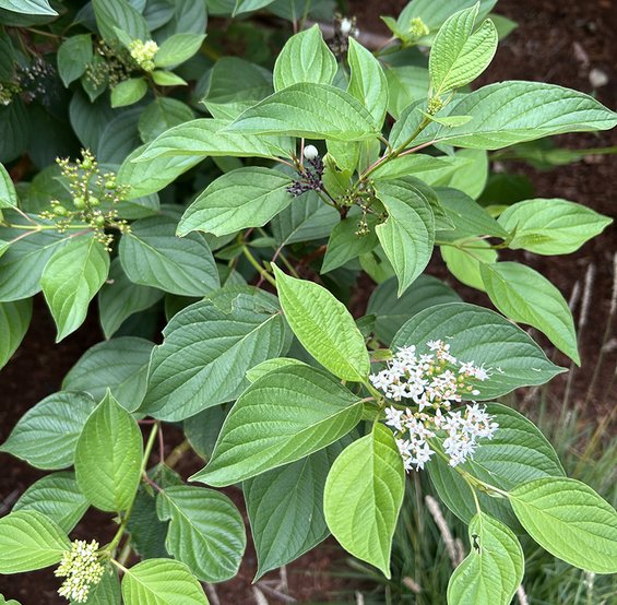 Dogwood in Adobe courtyard