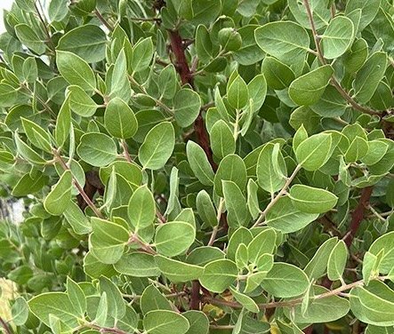 Manzanita close up