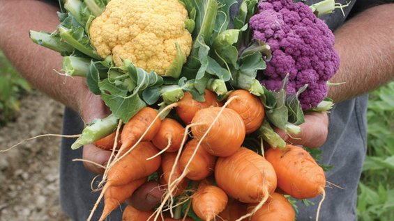 BAMCO Veggies.jpg