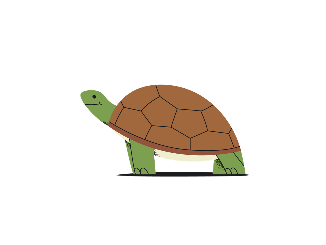turtle illustration