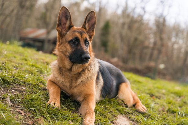 Child and 2 men attacked by 'aggressive' dog in Thornton Heath as German Shepherd seized by Met Police