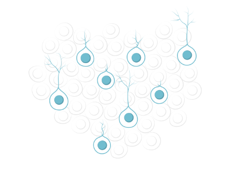 memophenol polyphenols neurogenesis