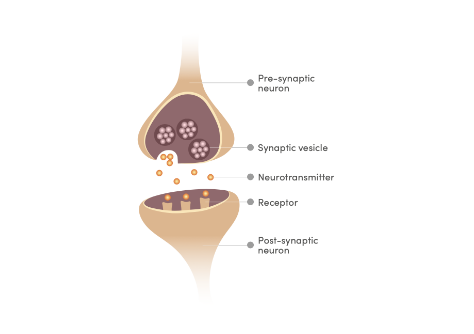 memophenol improves synaptic plasticity