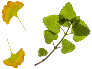 lemon balm ginko extracts