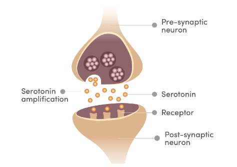 safranal serotonine amplification