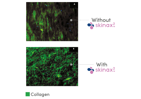 skinax booster de collagène végan