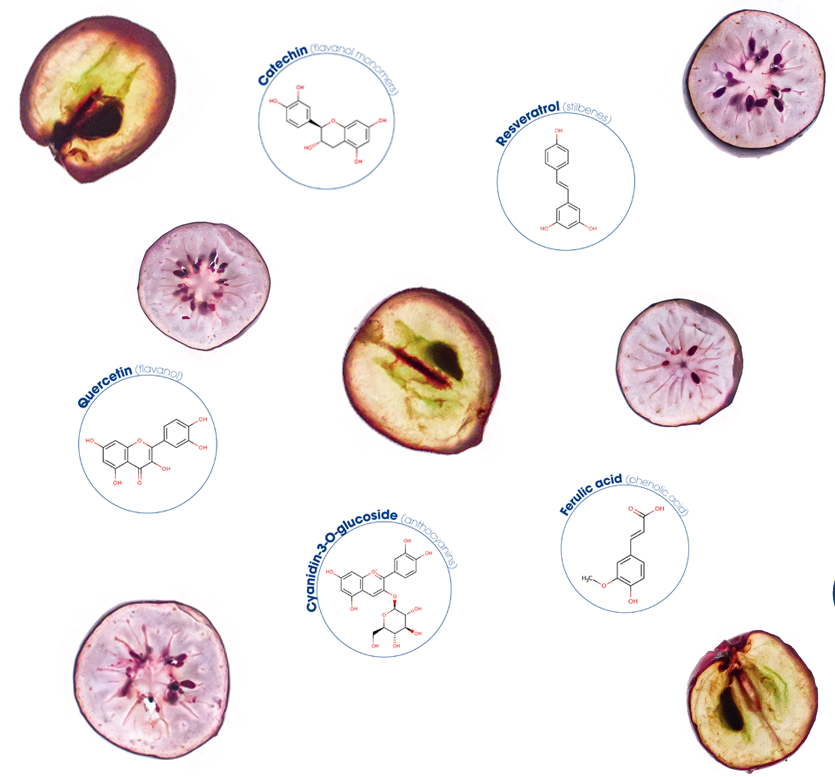 essential polyphenols for memory