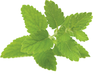 lemon balm